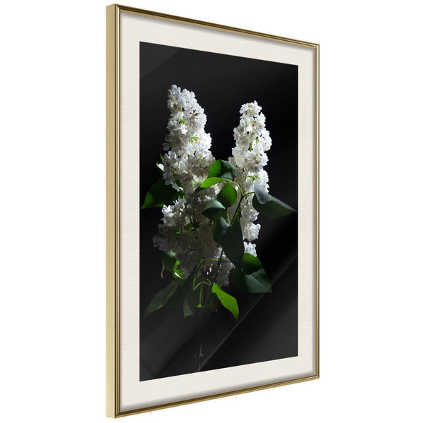 Poster 'White Lilac'