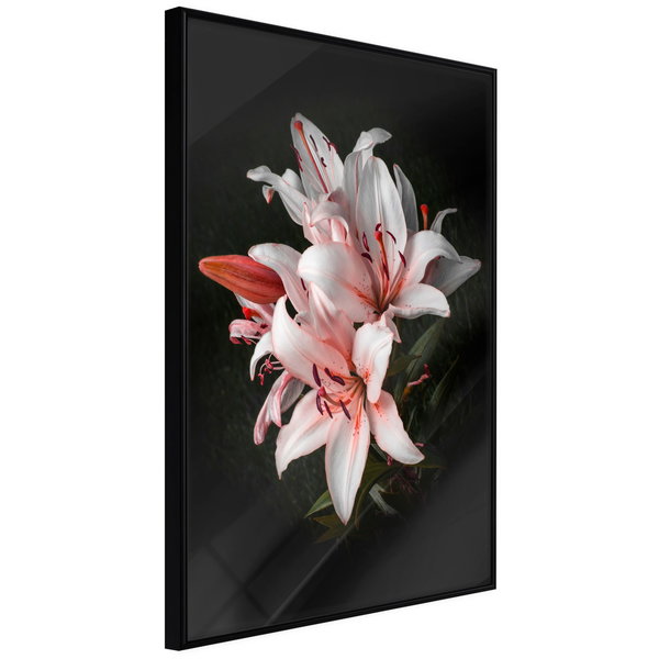 Póster 'Pale Pink Lilies'