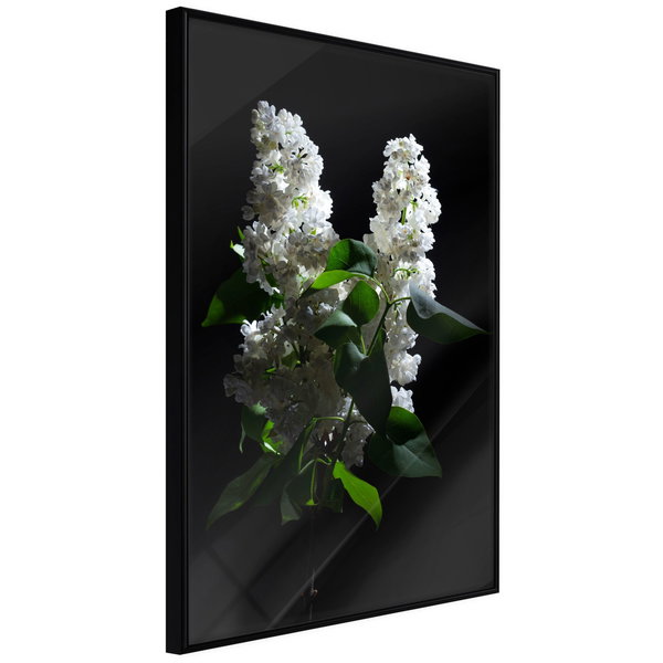 Poster 'White Lilac'