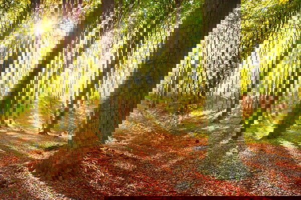 Tapeta 'Forest Summer' 400x267cm