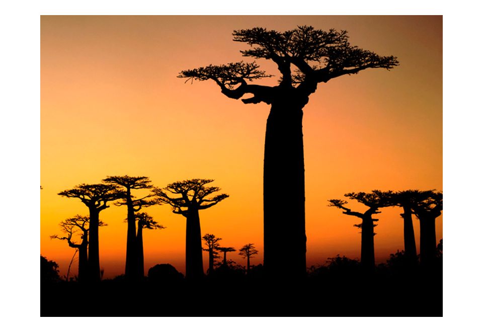 Behang 'African Baobabs'