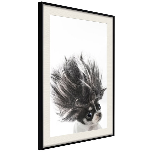 Poster 'Chihuahua'