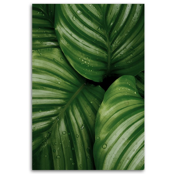 Stampa su tela 'Monstera Leaves with Dew 2'