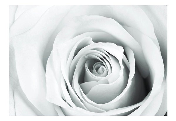 Tapete 'Rose charade'