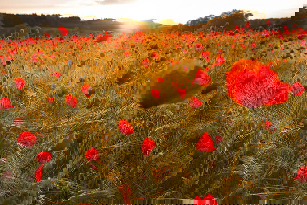 Behang 'Flowers in Field' 400x267cm