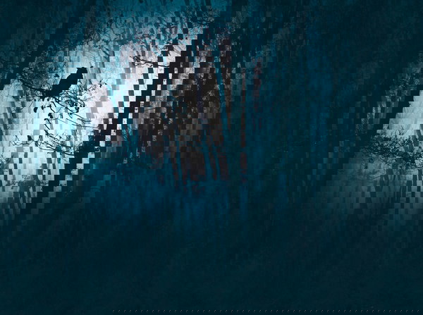 Papel de parede 'Midnight Woods' 371x280cm