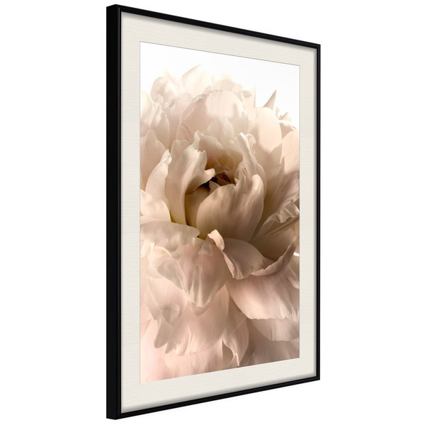 Poster 'Soft Petals'