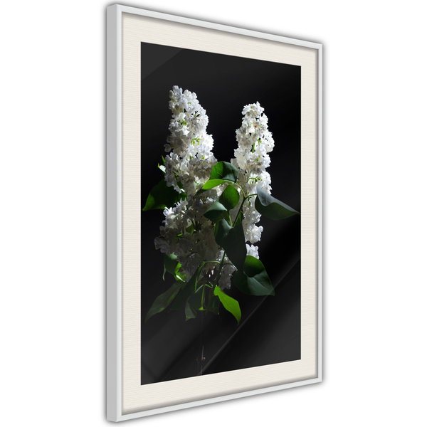 Poster 'White Lilac'