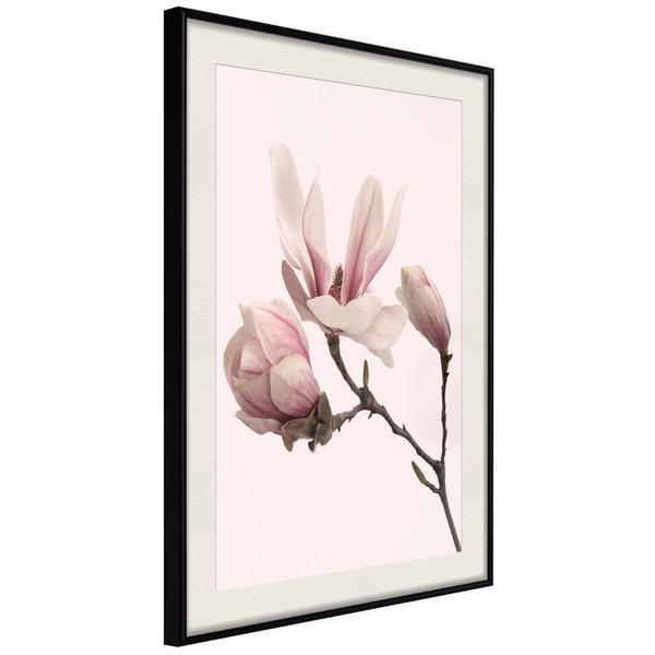 Poster 'Blooming Magnolias II'