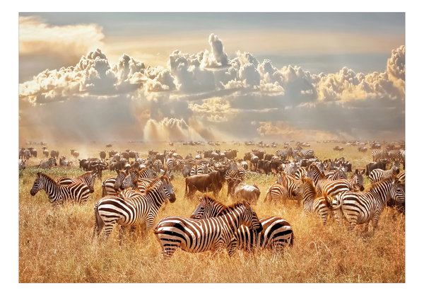 Selbstklebende Tapete 'Zebra Land'