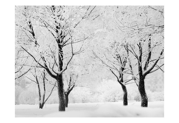Tapete 'Verschneite Bäume: Ein Wintermärchen'
