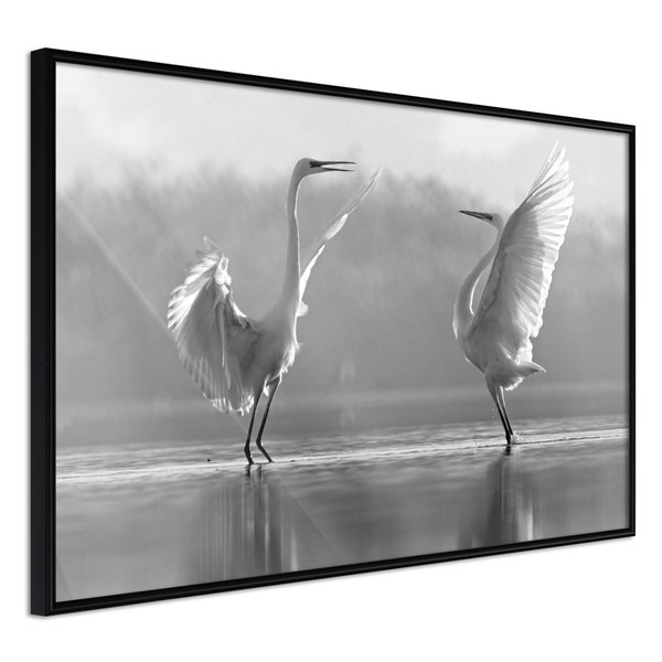 Poster 'Black and White Herons'