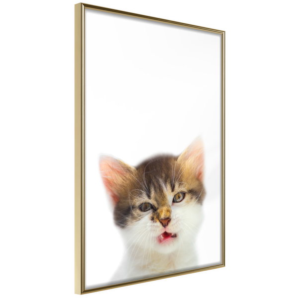 Poster 'Vexed Cat'
