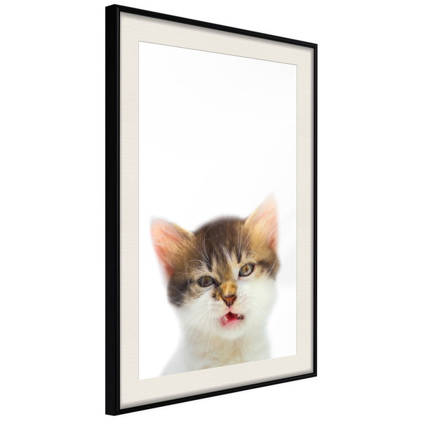 Poster 'Vexed Cat'