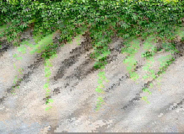 Tapeta 'Climbing Leaves' 350x255cm