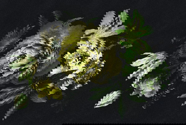 Behang 'Drama Queen 2' 400x270cm