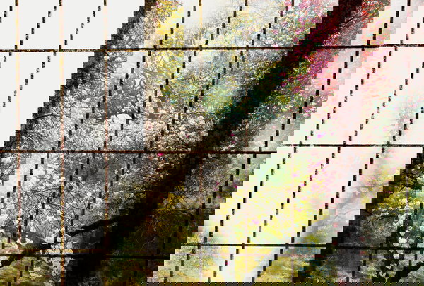 Tapeta 'Orchard 1' 400x270cm