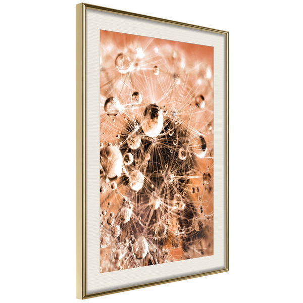 Poster 'Drops on Dandelion'