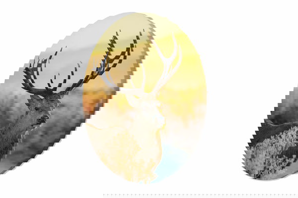 Pintura redonda 'Forest Glow'