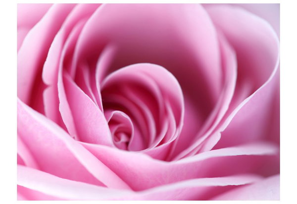Tapete 'Rosa Rosa'