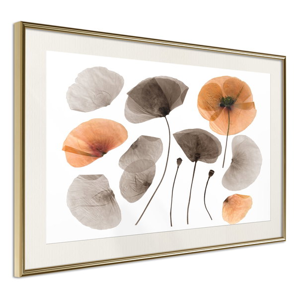 Poster 'Dried Poppies'