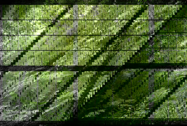 Papier peint 'Rainforest 2' 400x270cm