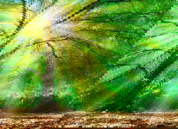 Papier peint 'Forest Light' 350x255cm