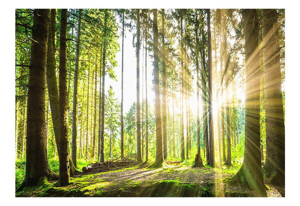 Tapete 'Forest Tales'