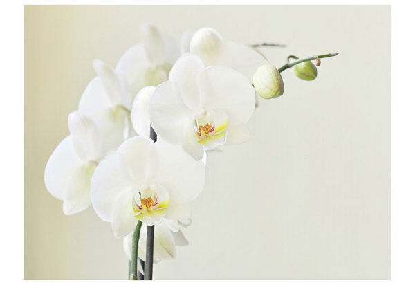 Tapete 'Ewige Eleganz: Weiße Orchidee'