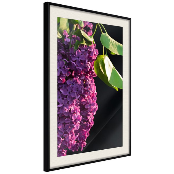 Poster 'Violet May'