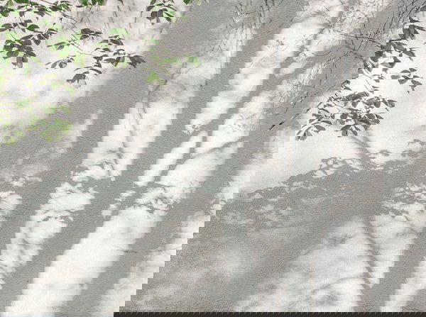 Behang 'Shadow Leaves' 371x280cm