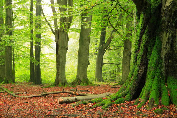 Tapete 'Forest Summer' 400x267cm