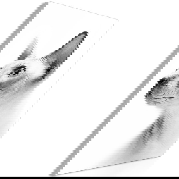 Kunstdruk op canvas 'Hairless Cat Vertical'