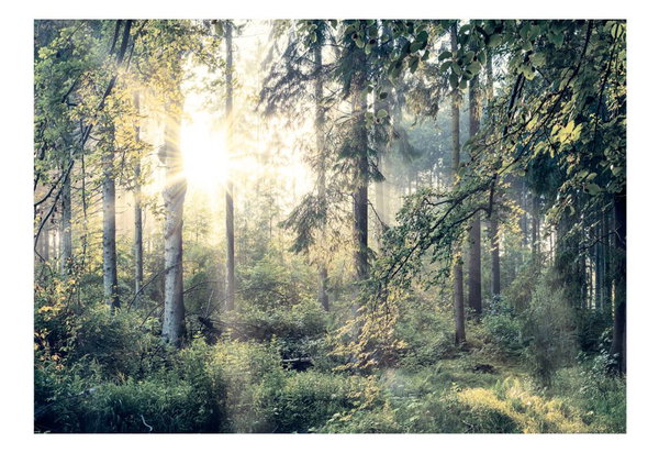 Selbstklebende Tapete 'Tales of a Forest'