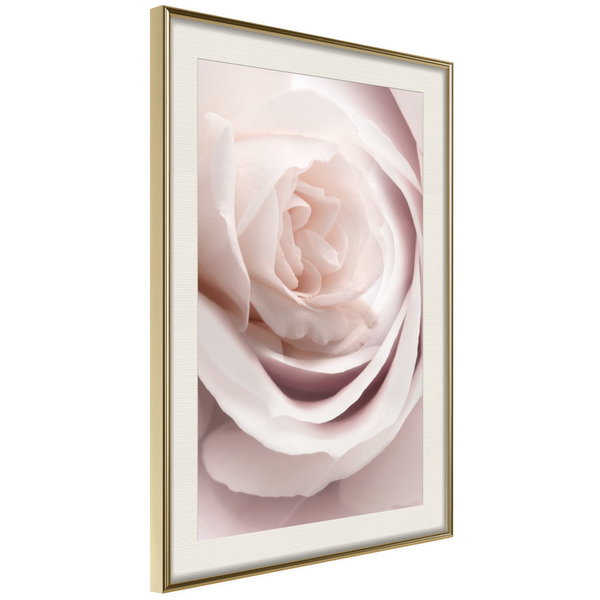 Póster 'Porcelain Rosae'