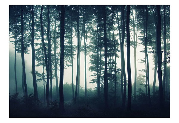 Tapete 'Forest - Wald Nebel'
