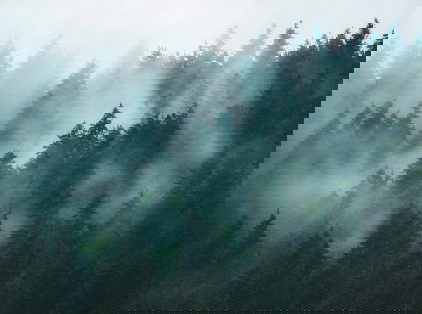 Tapeta 'Enchanted Pines' 371x280cm