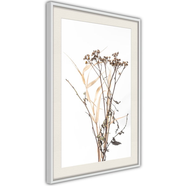 Poster 'Diary of a Herbalist'