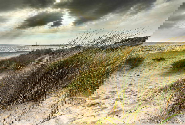 Wallpaper 'The Dune 1' 157x106inches