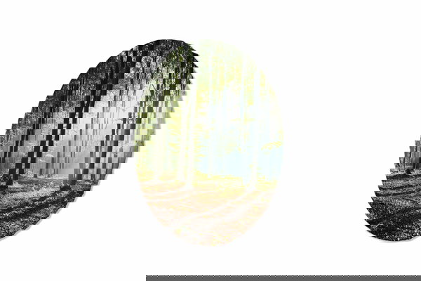 Kružna slika 'Misty Woodland'