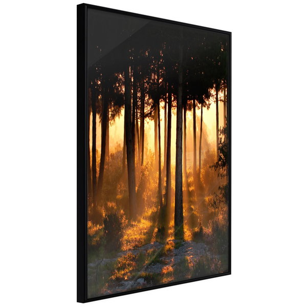 Plakat 'Dark Tree Tops'
