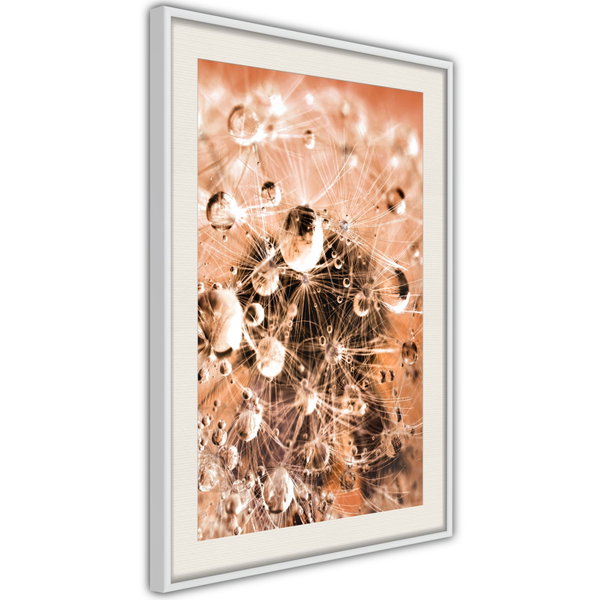 Poster 'Drops on Dandelion'