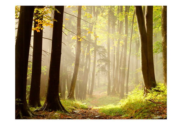 Carta da parati 'Mysterious forest path'