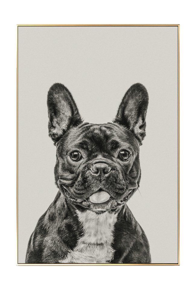 Framed art pet print dog KunstLoft animal poodle 