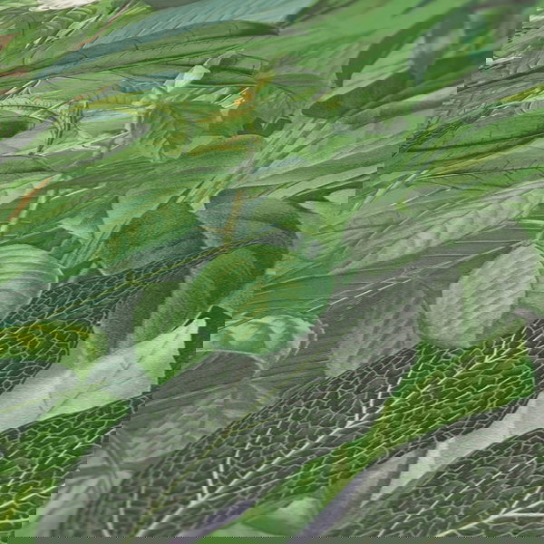 Tapeta 'Book of the Jungle' 53x1005cm