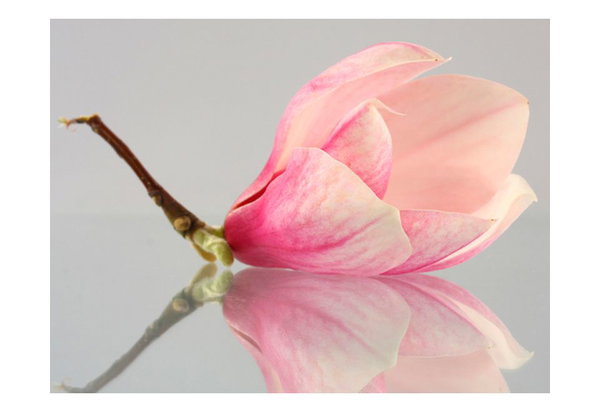 Tapete 'Einsame Magnolienblüte'
