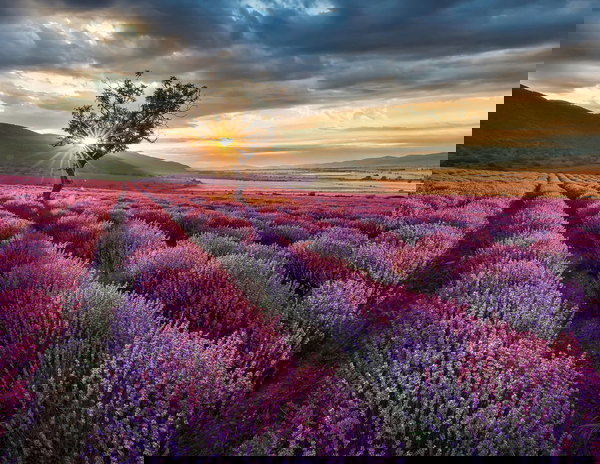 Papel de parede 'Lavendar Field' 336x260cm