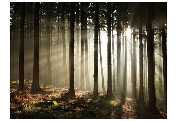Tapete 'Nadelwald im Morgennebel'