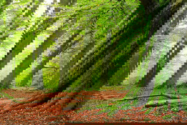 Tapeta 'Forest' 400x267cm