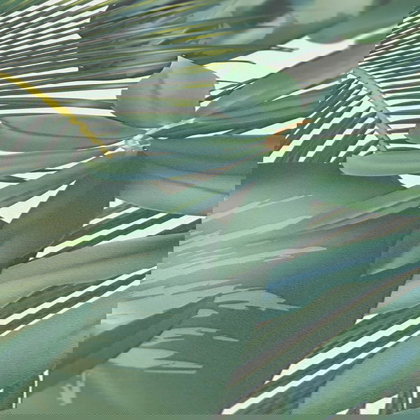 Tapeta 'Tales of Leaves' 53x1005cm